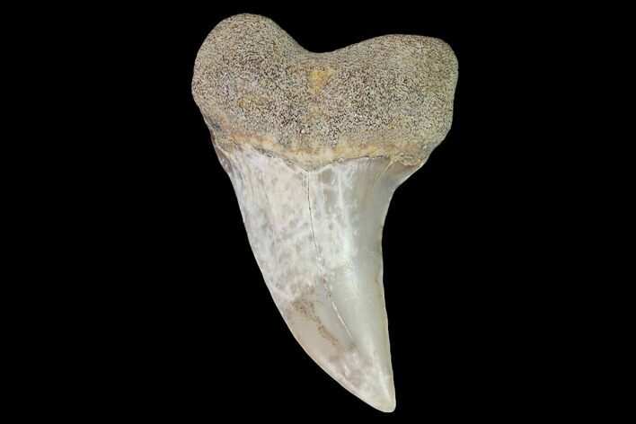 Fossil Shark (Carcharodon planus) Tooth - Sharktooth Hill, CA #94677
